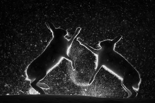  Nhiếp ảnh gia Erlend Haarberg đã ở ngoài rừng suốt nhiều đêm lạnh cóng để theo dõi những cuộc chiến này. Ông sử dụng đèn chiếu sáng ở một số nơi, nhưng phải cố làm sao cho bầy thỏ không giật mình. 
