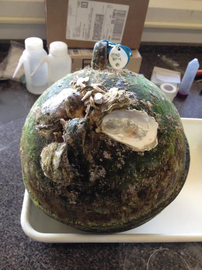  Một mảnh vỡ với chú sò bám bên trên xuất hiện trên bờ biển vịnh Alsea, Oregon vào năm 2012. 