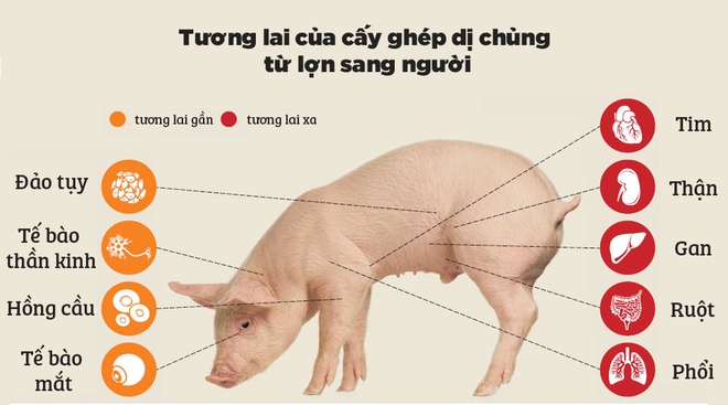  Các nhà khoa học vừa tiến một bước lớn để cấy ghép nội tạng từ lợn sang người 