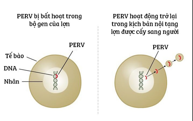  Vấn đề với PERV, những virus có sẵn trong bộ gen lợn 