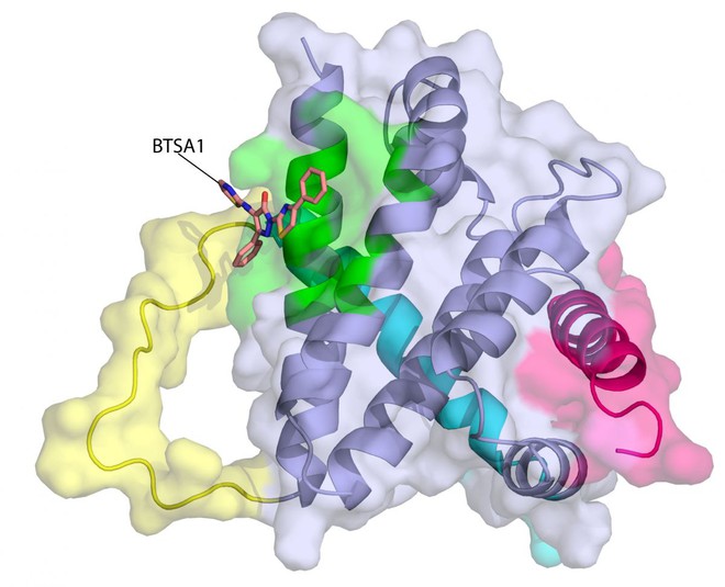  BTSA1, hợp chất có thể kích hoạt quá trình tự hủy apoptosis trong tế bào ung thư 