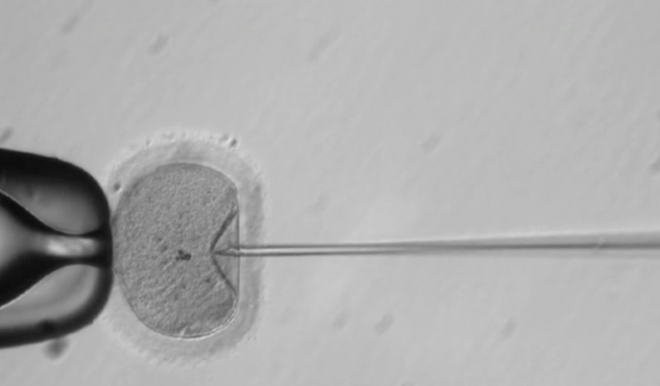 
Hàng chục phôi IVF người đã được tạo ra phục vụ thí nghiệm
