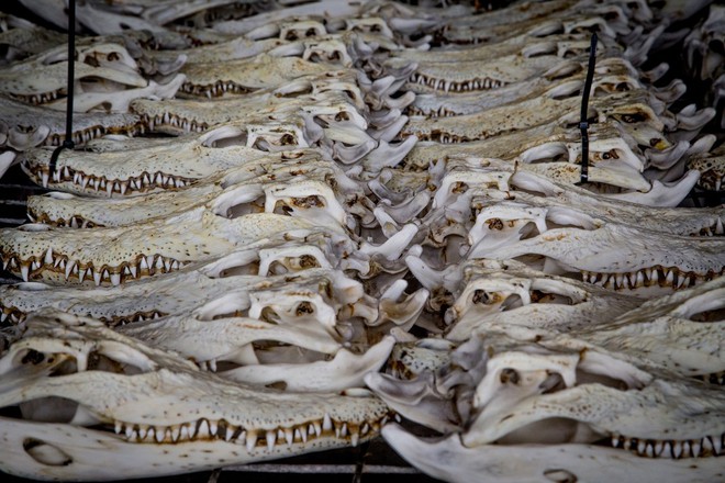  Xương sọ cá sấu tới từ một trang trại ở vùng Darwin, phía Bắc nước Úc. 