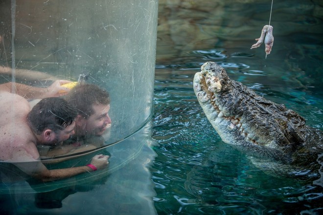 
Chiếc lồng tử thần là phương thức cho khách du lịch chiêm ngưỡng cách cá sấu ăn thịt.
