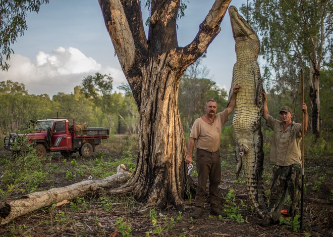 
Roger Matthews (trái) và Aaron Rodwell (phải) đang tạo dáng bên cạnh con cá sấu dài 4 mét rưỡi, nặng 680 kg.
