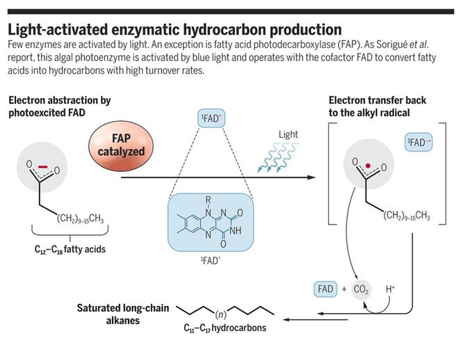 
Sơ đồ thể hiện một enzyme có thể chuyển chất béo thành hydrocarbon
