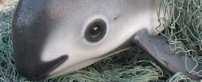  Hình ảnh trên được chụp bởi Tổ chức Hòa bình Xanh về một con cá heo Vaquita trong độ tuổi trưởng thành - loài này cực kỳ hiếm, vì vậy mà để có một bức hình đẹp về chúng là cực kỳ khó khăn. 
