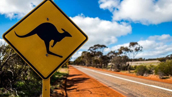 Kangaroo trở thành khắc tinh của xe tự lái