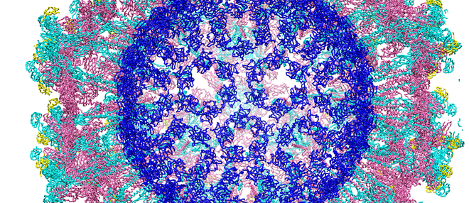  Virus encephalitis được nhìn dưới kính hiển vi electron lạnh. 