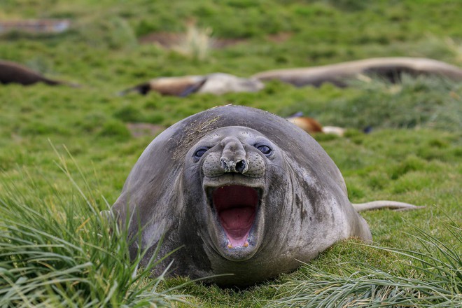 Cười xả tress hiệu quả khi bạn biết động vật cũng có lúc đáng yêu thế này - Ảnh 3.