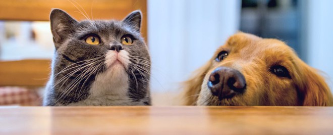 Khoa học chứng minh: Trí tuệ của chó chỉ thuộc loại bình thường” trong thế giới động vật, dốt hơn cả mèo - Ảnh 3.