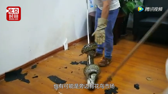 Trung Quốc: Đang họp thì con trăn dài 2m rơi xuống từ trần nhà, nhân viên bỏ chạy tán loạn nhưng trở lại ngay để quay video - Ảnh 3.