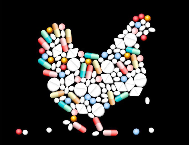 Vi khuẩn kháng kháng sinh có thực sự lây từ gà sang người qua thịt gà hay không? - Ảnh 2.