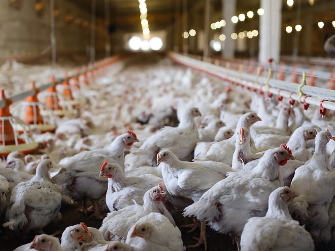 Vi khuẩn kháng kháng sinh có thực sự lây từ gà sang người qua thịt gà hay không? - Ảnh 1.