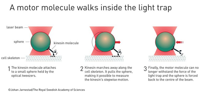 [Giải Nobel 2018] Hai nghiên cứu về tia laser kéo dài nhiều thập kỉ đã nhận được giải Nobel Vật lý 2018 - Ảnh 2.