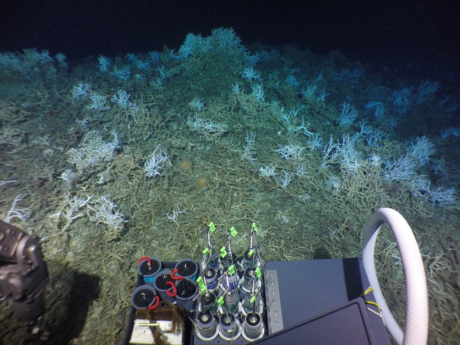 Các nhà khoa học mới tìm ra một rạn san hô khổng lồ lẩn khuất dưới đáy đại dương - Ảnh 1.