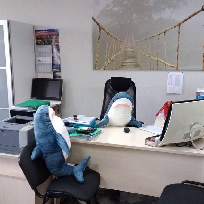 Gặp gỡ Blaha - Chú cá mập nhồi bông đến từ IKEA đang làm náo loạn mạng xã hội thế giới - Ảnh 7.