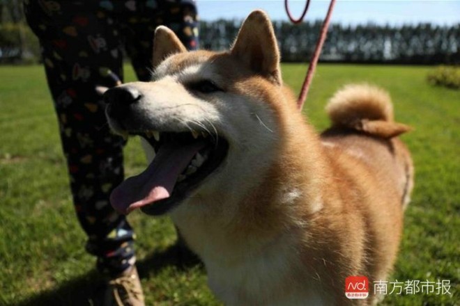 Chó Shiba bị tòa án Bắc Kinh bán đấu giá vì không thể thanh toán 3 năm dịch vụ ở khách sạn thú cưng - Ảnh 3.
