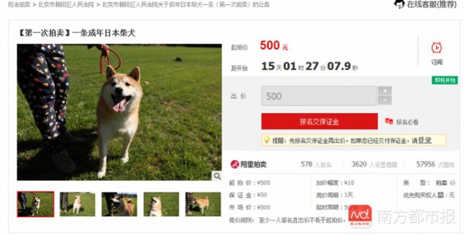 Chó Shiba bị tòa án Bắc Kinh bán đấu giá vì không thể thanh toán 3 năm dịch vụ ở khách sạn thú cưng - Ảnh 4.