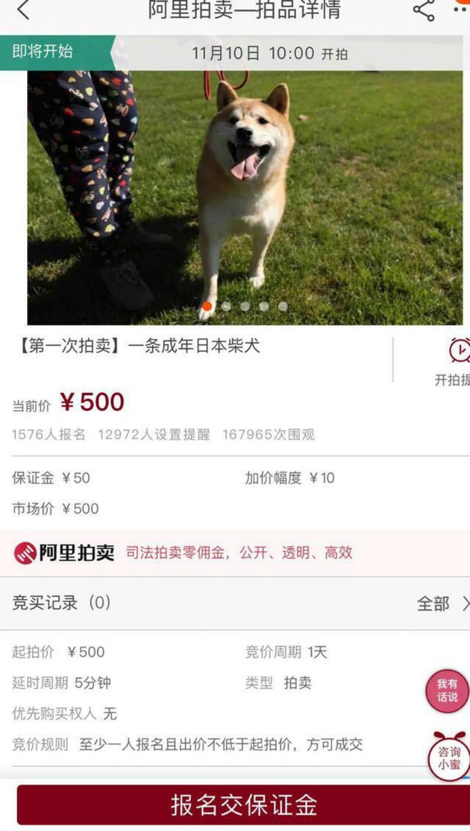 Chó Shiba bị tòa án Bắc Kinh bán đấu giá vì không thể thanh toán 3 năm dịch vụ ở khách sạn thú cưng - Ảnh 5.
