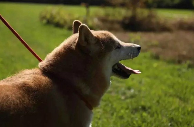 Chó Shiba bị tòa án Bắc Kinh bán đấu giá vì không thể thanh toán 3 năm dịch vụ ở khách sạn thú cưng - Ảnh 6.