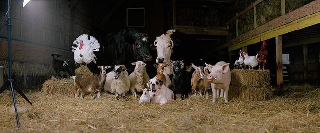Nhiếp ảnh sáng tạo: Chụp hình động vật theo phong cách boy-band thập niên 90 - Ảnh 7.