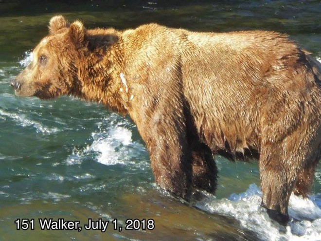 Cứ vào thời gian này ở Alaska, toàn bộ gấu sẽ béo như lợn - Ảnh 1.