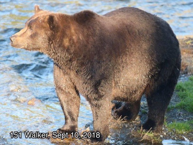 Cứ vào thời gian này ở Alaska, toàn bộ gấu sẽ béo như lợn - Ảnh 2.