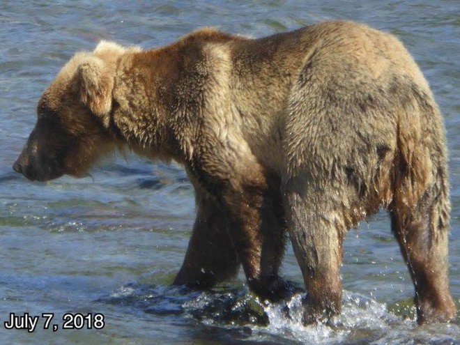 Cứ vào thời gian này ở Alaska, toàn bộ gấu sẽ béo như lợn - Ảnh 3.