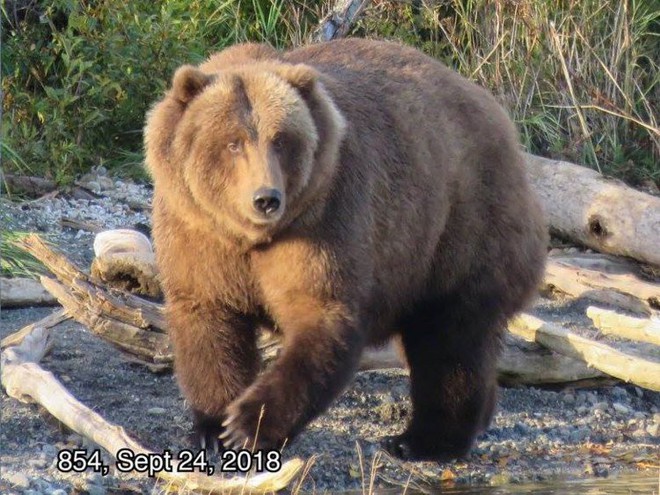 Cứ vào thời gian này ở Alaska, toàn bộ gấu sẽ béo như lợn - Ảnh 4.