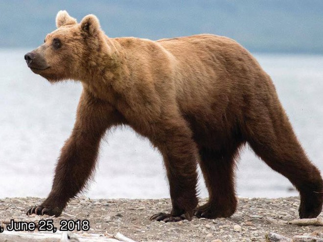 Cứ vào thời gian này ở Alaska, toàn bộ gấu sẽ béo như lợn - Ảnh 5.