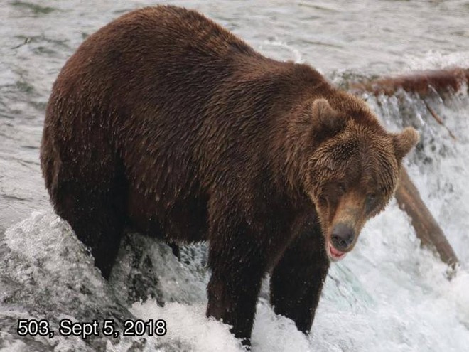Cứ vào thời gian này ở Alaska, toàn bộ gấu sẽ béo như lợn - Ảnh 6.
