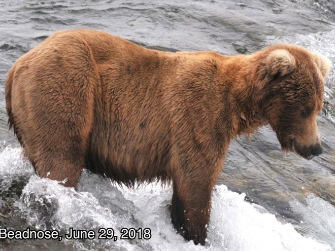 Cứ vào thời gian này ở Alaska, toàn bộ gấu sẽ béo như lợn - Ảnh 7.