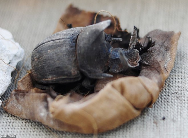 Kỳ lạ: Phát hiện nhiều xác ướp của bọ hung và mèo tại một ngôi mộ Ai Cập cổ đã 4.500 năm tuổi - Ảnh 6.