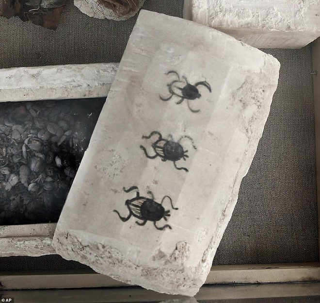 Kỳ lạ: Phát hiện nhiều xác ướp của bọ hung và mèo tại một ngôi mộ Ai Cập cổ đã 4.500 năm tuổi - Ảnh 7.