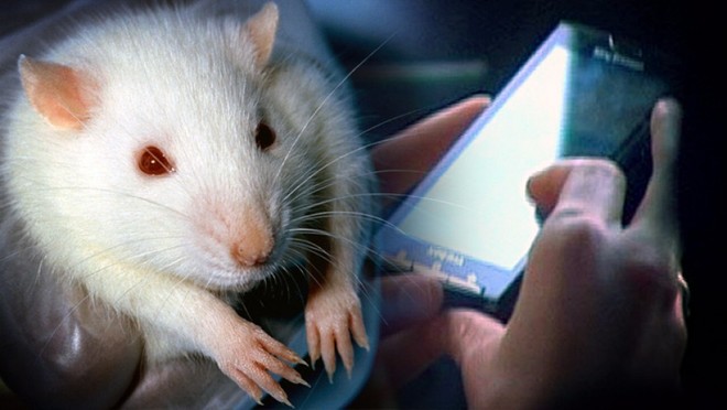 Đã có bằng chứng rõ ràng: Sóng điện thoại liên quan đến ung thư ở chuột - nhưng nó không đánh giá được nguy cơ với con người - Ảnh 1.