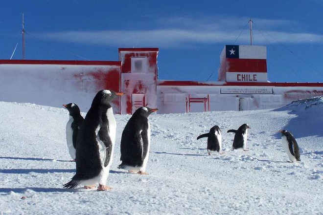 Gen kháng kháng sinh theo chân người lây nhiễm đến những con chim cánh cụt ở Nam Cực - Ảnh 1.