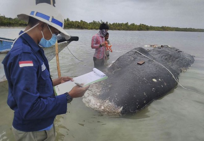 Tìm thấy 1000 mảnh nhựa và 2 đôi dép tông trong bụng cá nhà táng chết dạt vào bờ biển Indonesia - Ảnh 1.