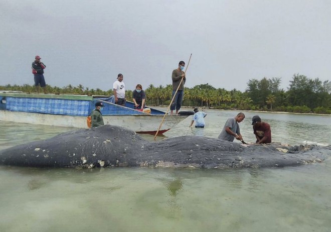 Tìm thấy 1000 mảnh nhựa và 2 đôi dép tông trong bụng cá nhà táng chết dạt vào bờ biển Indonesia - Ảnh 2.
