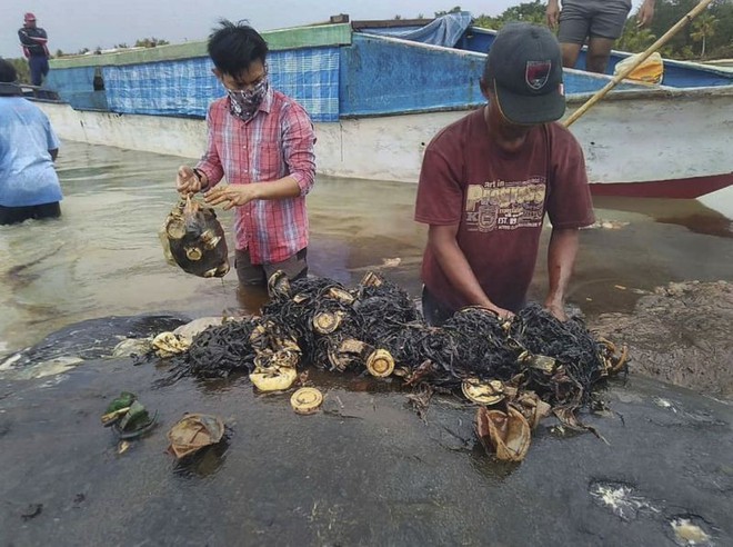 Tìm thấy 1000 mảnh nhựa và 2 đôi dép tông trong bụng cá nhà táng chết dạt vào bờ biển Indonesia - Ảnh 3.