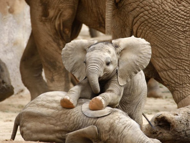 Voi châu Phi đang tiến hóa thành voi không ngà vì bị săn trộm quá nhiều - Ảnh 3.