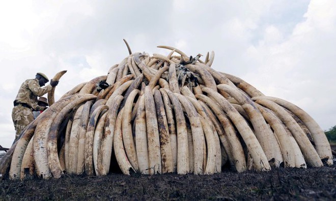 Voi châu Phi đang tiến hóa thành voi không ngà vì bị săn trộm quá nhiều - Ảnh 2.