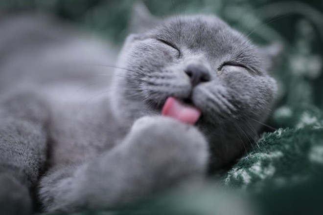 Các nhà khoa học phát hiện ra quá trình chải chuốt bằng lưỡi của loài mèo có một cơ chế đặc biệt - Ảnh 1.