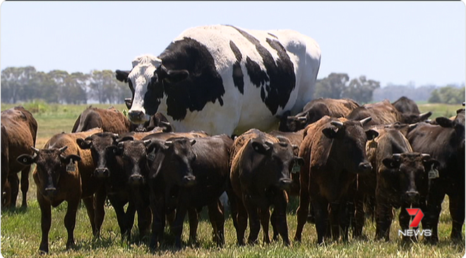 Chiêm ngưỡng The Rock của thế giới bò: Cao 1m93, nặng 1,4 tấn, thoát chết vì quá to không thể làm thịt - Ảnh 2.