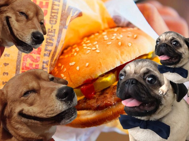 Twitter của Burger King đăng toàn thứ ngớ ngẩn trong nhiều giờ, nghi là chiêu trò quảng cáo đồ ăn cho chó - Ảnh 4.