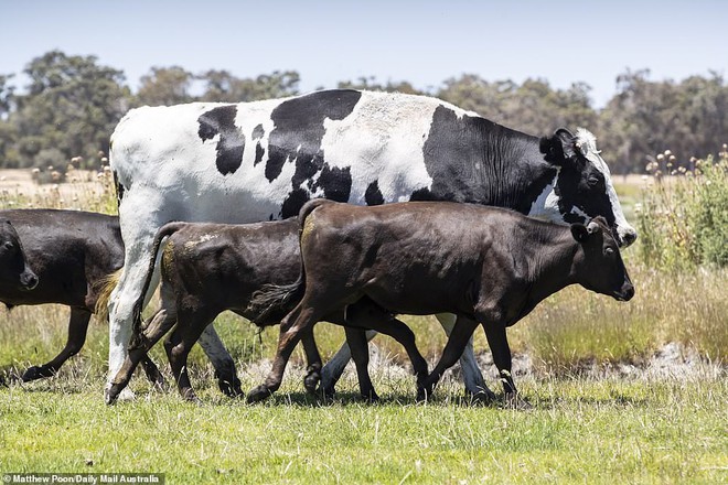 The Rock của thế giới bò: Đã bị thiến, mỗi ngày ăn hết 30kg cỏ và ngũ cốc, công việc chính là ngủ và chạy rông - Ảnh 5.