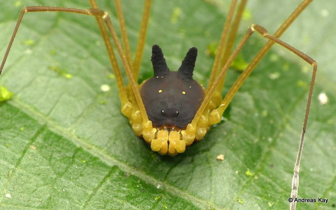 Kỳ lạ loài nhện nhìn y hệt đầu con chó khiến internet vừa sợ vừa buồn cười - Ảnh 3.