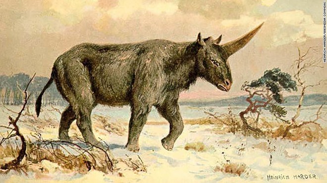 Kỳ lân Siberia - loài tê giác nặng tới 3,5 tấn tuyệt chủng do biến đổi khí hậu, không phải do con người - Ảnh 2.