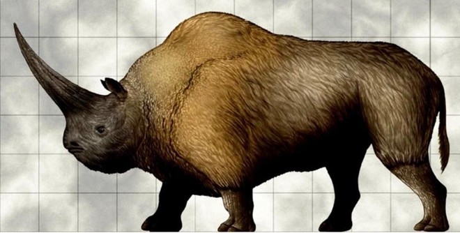 Kỳ lân Siberia - loài tê giác nặng tới 3,5 tấn tuyệt chủng do biến đổi khí hậu, không phải do con người - Ảnh 3.