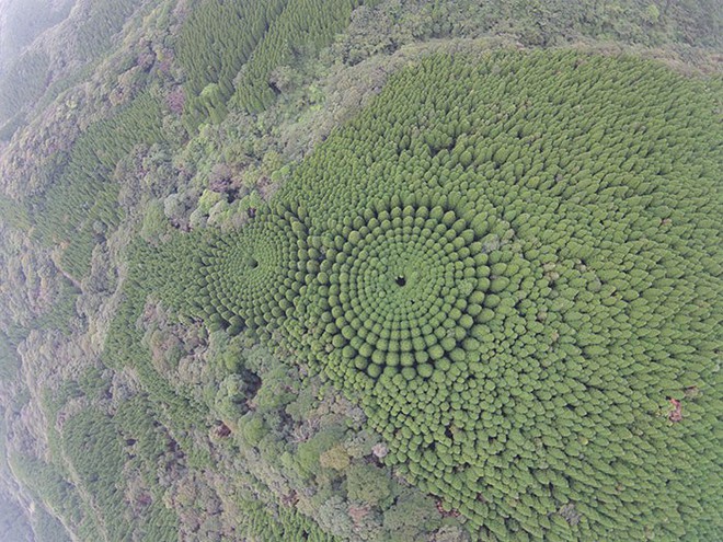 Thử nghiệm lâm nghiệp kéo dài gần nửa thế kỷ ở Nhật đã trở thành crop circles tuyệt đẹp - Ảnh 2.